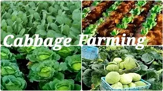 Cabbage Farming! Nursery & land preparation, seedlings Transplantation, watering, care & harvesting 