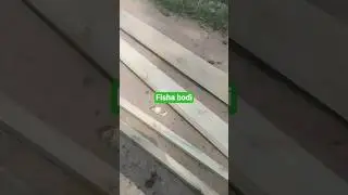 timber time