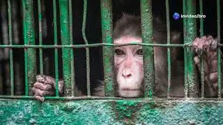 Monkeys cry out for freedom in Florida