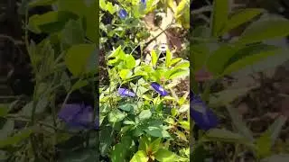 poojaiketha poovithu table rose 🌹 blue colour Sangh flower