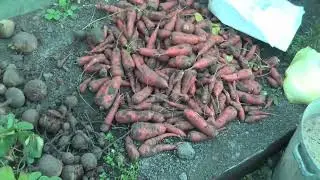 How to preserve carrots for the winter. #carrot