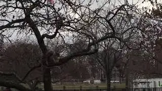Bird and squirrel fighting over bread