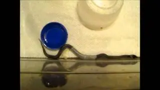 Premi&egrave;re mue de corn snake