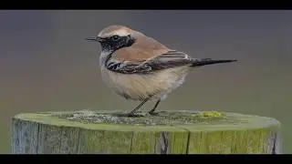 Desert Wheatear at Whitby - 6th January 2018