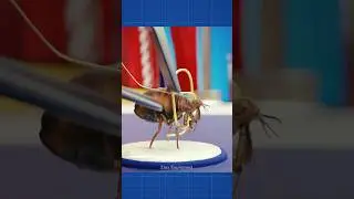 How a Flea Circus Actually Worked 😮