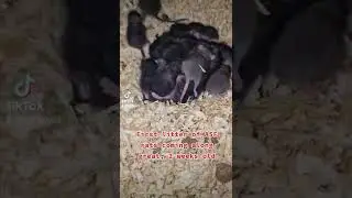 ASF Rat Litter 2 Weeks Old