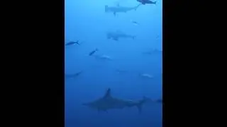 Reserva marina de Gal&aacute;pagos