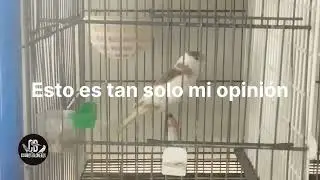 RECTIFICO - pio BRUNO oro x pio VACA ¿PLATA? ¿Oro? TIMBRADOS - canarios - cria 2026- aviario - aves