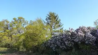 Birdsong - Song Thrush