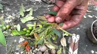 Urban Vs Bush Survival Day 10: Plant food