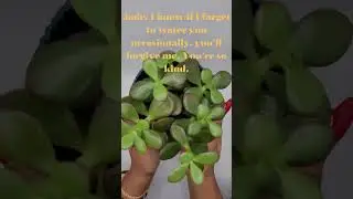 True Words for My Jade Plant: Compliments for a Star of Plants #houseplants #plants #shorts