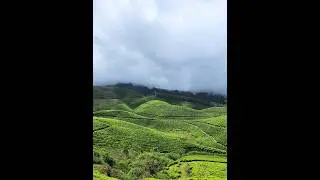 Tea Garden: Where the World is Painted in Shades of Green