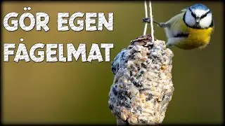 Hur du g&ouml;r egen f&aring;gelmat till f&aring;gelmatningen