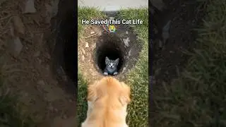 Golden Retriever Puppy Rescues Kitten Stuck in a Hole | Amazing Story