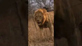 Lions vs. Buffaloes, Part 3 🦁🐃 #wondersofafrica