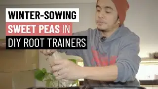 Winter Sowing Sweet Peas in DIY Root Trainers in Zone 3