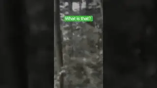 CRYPTID or Predator? #shorts #scary #tiktok