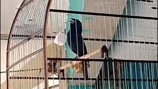 AZUL&Atilde;O PARAN&Aacute; DOS MEUS SONHOS