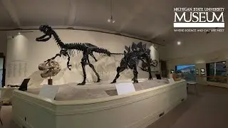 Virtual Habitat Hall Tour at the MSU Museum