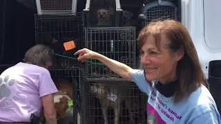 Stop the Suffering Animal Rescue of Central Ohio