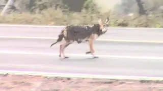 Coyote Road Crossing