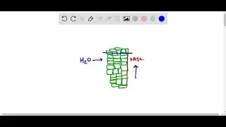 Most water moves from soil to vascular cylinder ___________ . a. through root hairs b. between root&hellip;