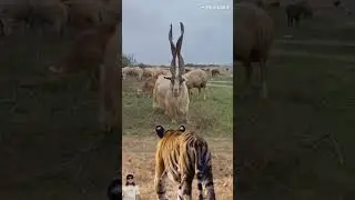 Saat Kambing Bertanduk Aneh Menantang Raja Hutan 🐐🐅 #shorts #animals