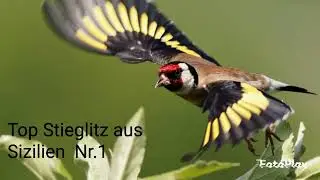 Stieglitz Tschussi Gesang