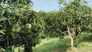 Hamare aam ke baag