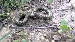 Vipera renardi (крупным планом)