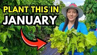 Для зон 8, 9, 10, 11 эти культуры следует высаживать в январе.