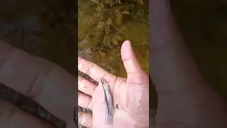 fishing with hand in river water,river fish #fish #tharu fishfishing #viral #tranding #shorts #river