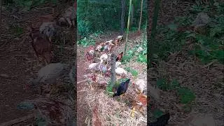 AUMENTAMOS O GALINHEIRO,FALTA COBRIR UMA PARTE!🐓🐤🌳🌿