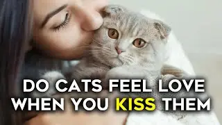 Do Cats Feel Love When You Kiss Them?