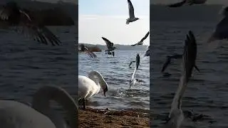 The nature's beauty #beautiful #beautyofnature #birdbehaviour #ambition