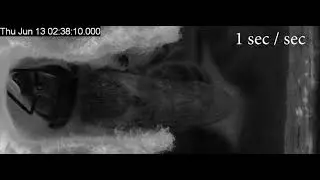 Honey Bee Brood Care : Long Term Inspections (video 3/18)