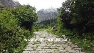 Monsoon walk to the Valley of Flowers - Ghangariya to Govindghat in Phoolon ki ghati, Garhwal