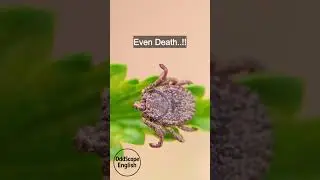Deadly Tiny Bite &ndash; The Tick..!! #shorts #tick #insects #bug #nature #wildlife #english #america