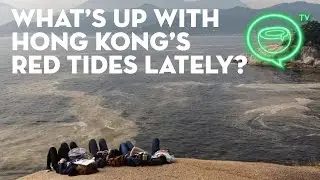 What's up with Hong Kong's red tides lately? | Coconuts TV