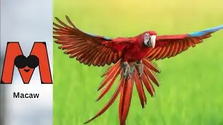 Birds Alphabet Song for Kids | Birds ABC Song | Phonics for Kids | Baby | Alphabet Letters