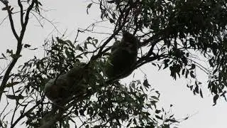 Male koalas in breeding season