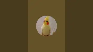 birds tube ~ወፏ ሰሚራ is live!