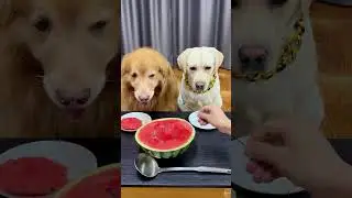 狗子：我劝你可做个人吧The doggo: C&rsquo;mon, have some decency#搞笑汪驾到#萌寵#寵物#搞笑#拉布拉多 #doglover #Labrador #labrado #dog