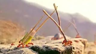 Red Ant Attacked Black Ant Territory: Epic Battle of the Ant Kingdom. EXPLAINED IN HINDI 
