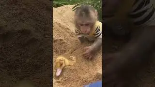 Obi monkey help ducks  #animalshome #cute #monkeyobi #babyanimals #babymonkey #biboanimalhome