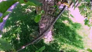 Video S3 Outdoor Deployment Tello