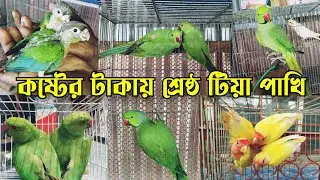 Cheap parrot-2025 || parrot price || Ringneck parrot price in Bangladesh || Bird market bd