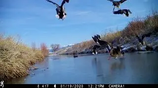 Browning Trail Cameras - Flying Ducks Land on Water