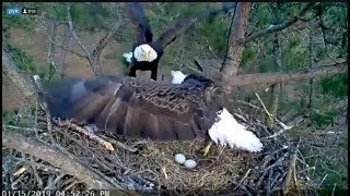 Berry College Eagle Defends Nest From A Predator Attack 1-15-2019