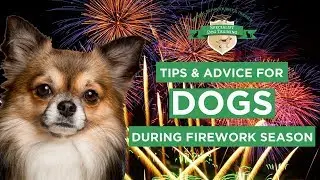 Dogs Fireworks Training - Tips & Advice for Dogs During Fireworks Season